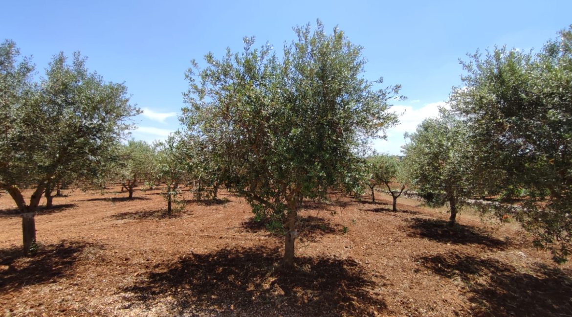 vendesi uliveto martina franca (1)