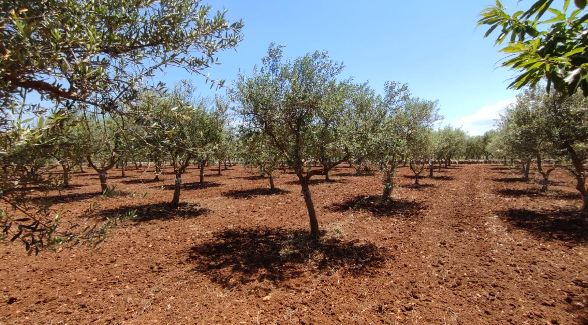 vendesi uliveto martina franca (10)