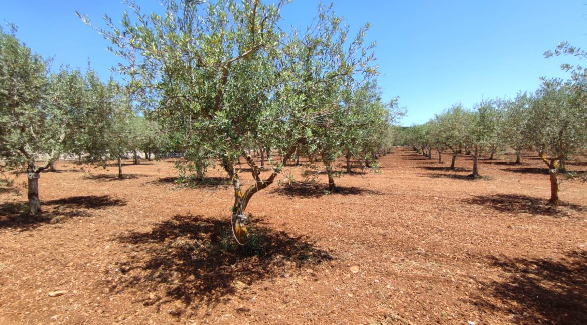 vendesi uliveto martina franca (6)