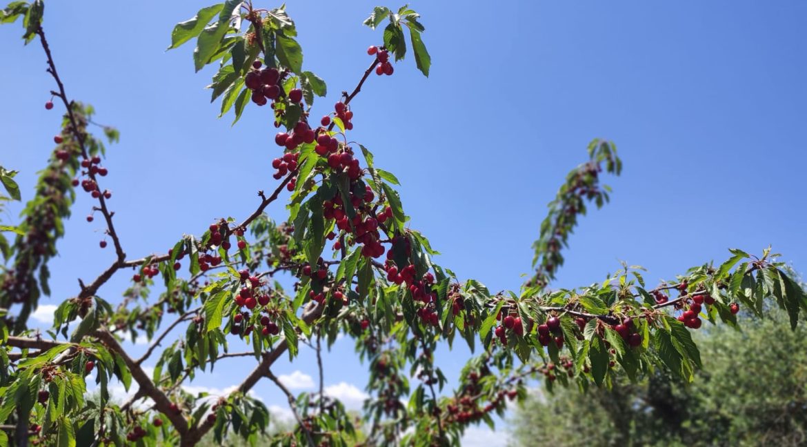 vendesi uliveto martina franca (7)