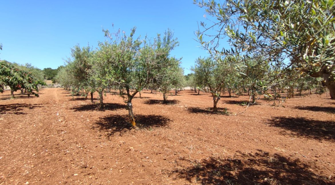 vendesi uliveto martina franca (8)